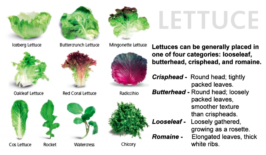 Intro to lettuce
