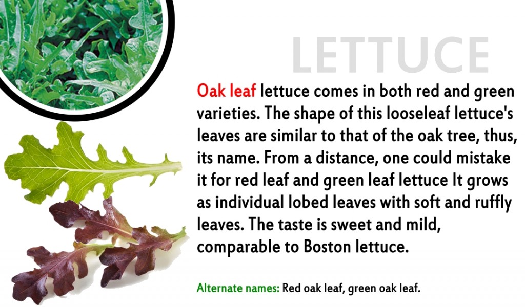Promo - lettuce 7 oakleaf red and green