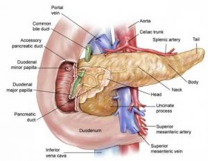 Pancreas system