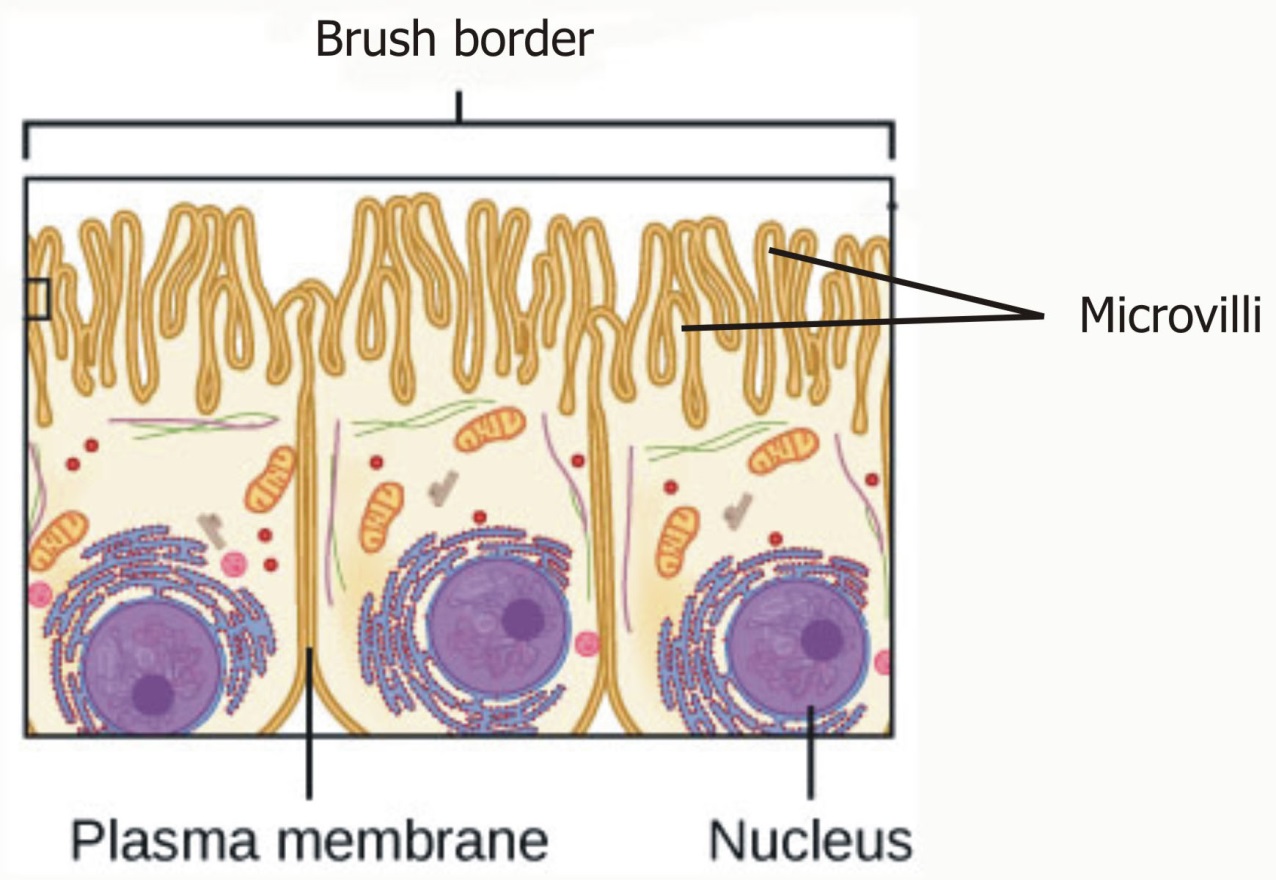 Each cell. Microvilli. Brush border membrane. Intestinal Brush border. Intestinal Cells.
